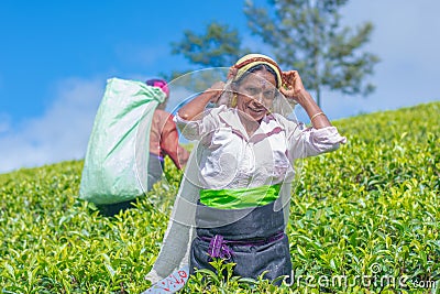 Tamil woman who works at Dambetenna estate breaks tea leaves Editorial Stock Photo
